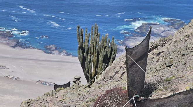 ONG local trabaja en el cuidado de Santuario de la Naturaleza de Punta Gruesa