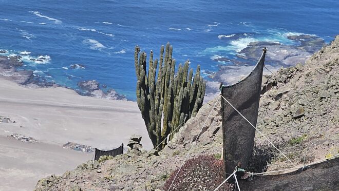 ONG local trabaja en el cuidado de Santuario de la Naturaleza de Punta Gruesa