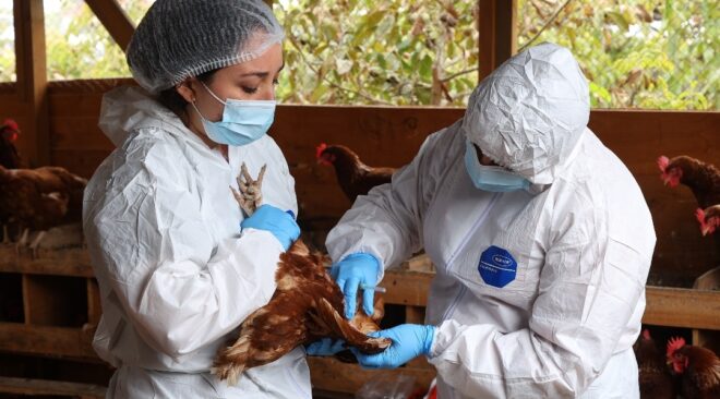 SAG logra en tiempo récord la reapertura de los principales mercados deproductos avícolas tras foco de influenza aviar