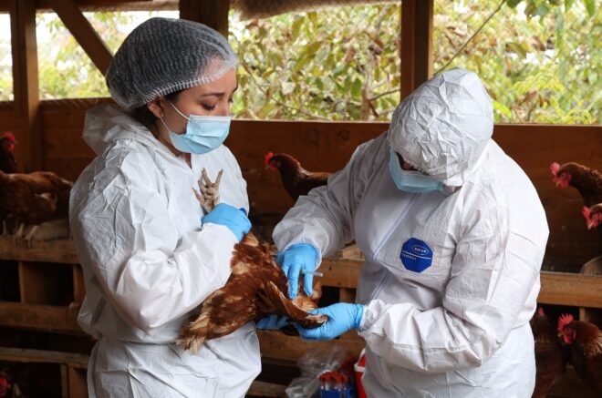 SAG logra en tiempo récord la reapertura de los principales mercados deproductos avícolas tras foco de influenza aviar