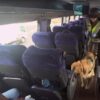 PASAJERA ES DETENIDA POR PORTAR MÁS DE DOS KILOS DE DROGAS EN OVOIDES