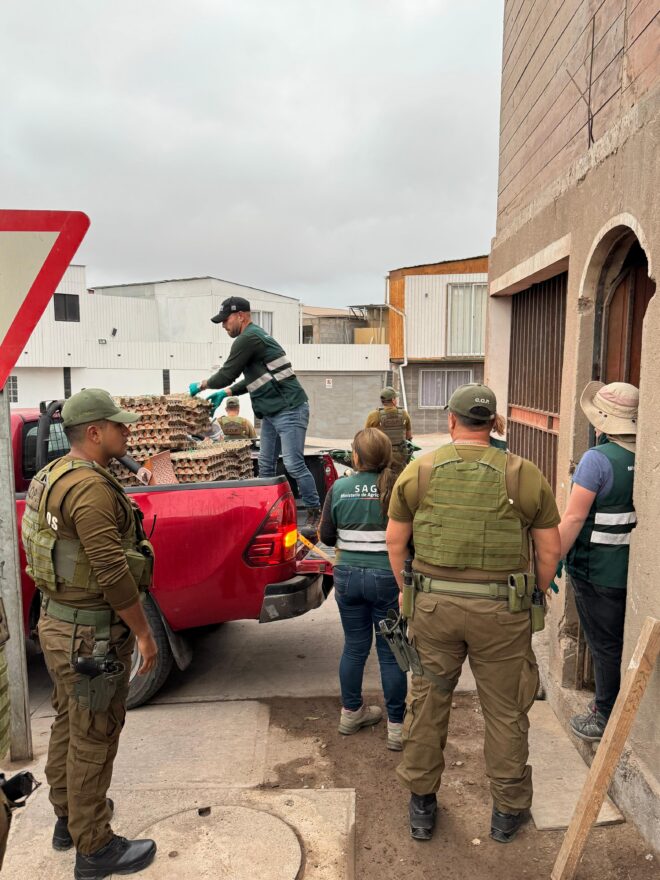 SAG Tarapacá desbarata centro de acopio de productos agropecuarios de ingreso clandestino en Alto Hospicio agropecuarios de ingreso clandestino en Alto Hospicio